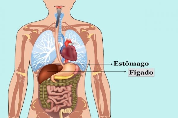 Estou Esteatose Hep Tica Gordura No F Gado E Agora Vida