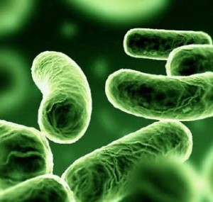 intestinosuplementacao